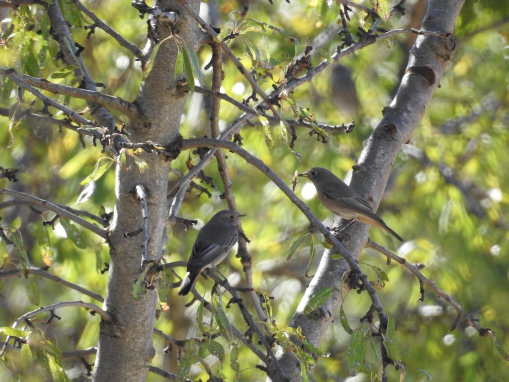 Finca El Romeral Alpera المظهر الخارجي الصورة