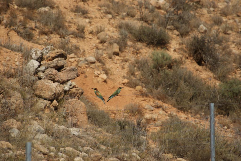 Finca El Romeral Alpera المظهر الخارجي الصورة